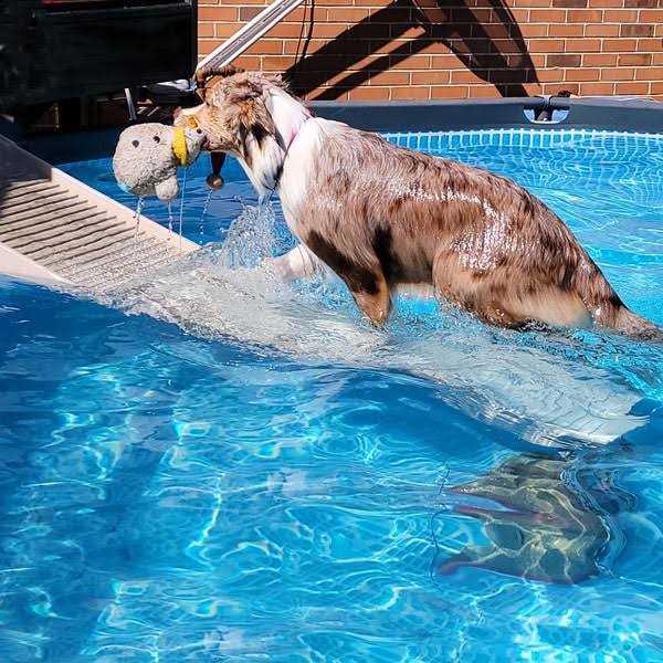 Pool Ramp for Dogs D9868