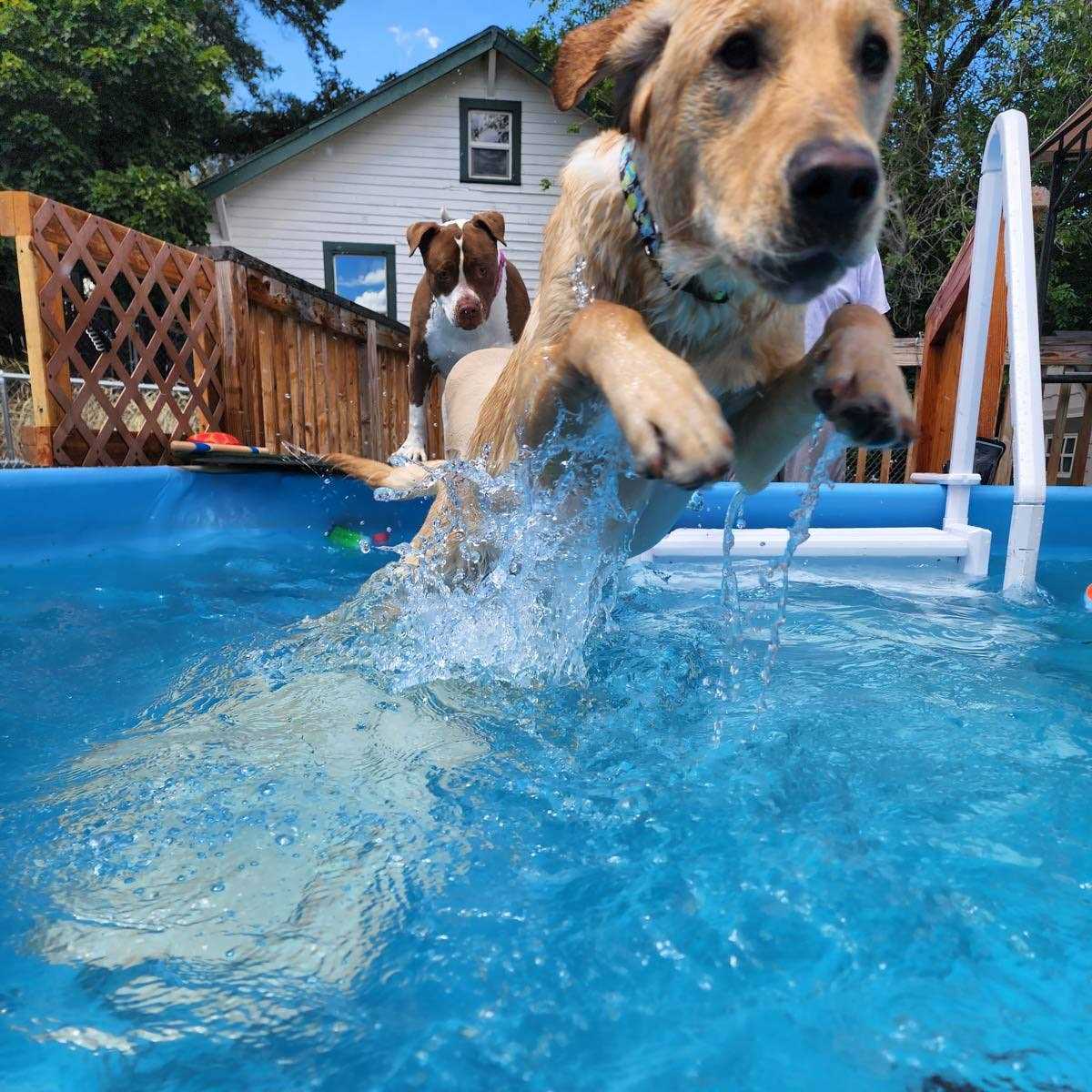 Pool Ramp for Dogs D9868