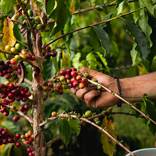 100% Kona Coffee 16 oz Bag Ground Coffee Z221283