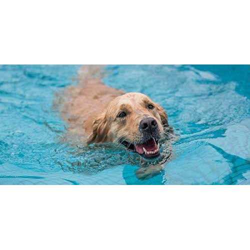 Pool Ramp for Dogs D9868